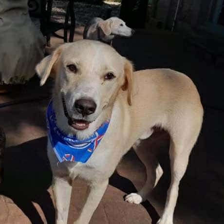 Enlarge Dash, a Adoptable mixed breed in Leesburg, VA image 2/6
