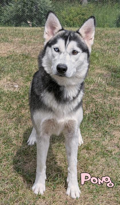 Enlarge Pong, a Adoptable mixed breed in Mason, MI image 1/3
