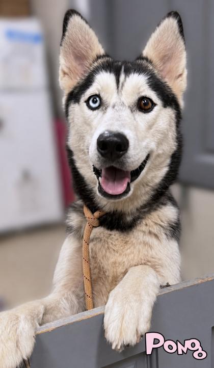 Enlarge Pong, a Adoptable mixed breed in Mason, MI image 2/3