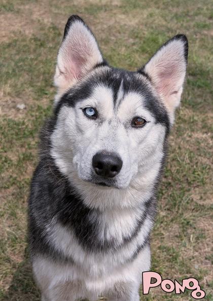 Enlarge Pong, a Adoptable mixed breed in Mason, MI image 3/3