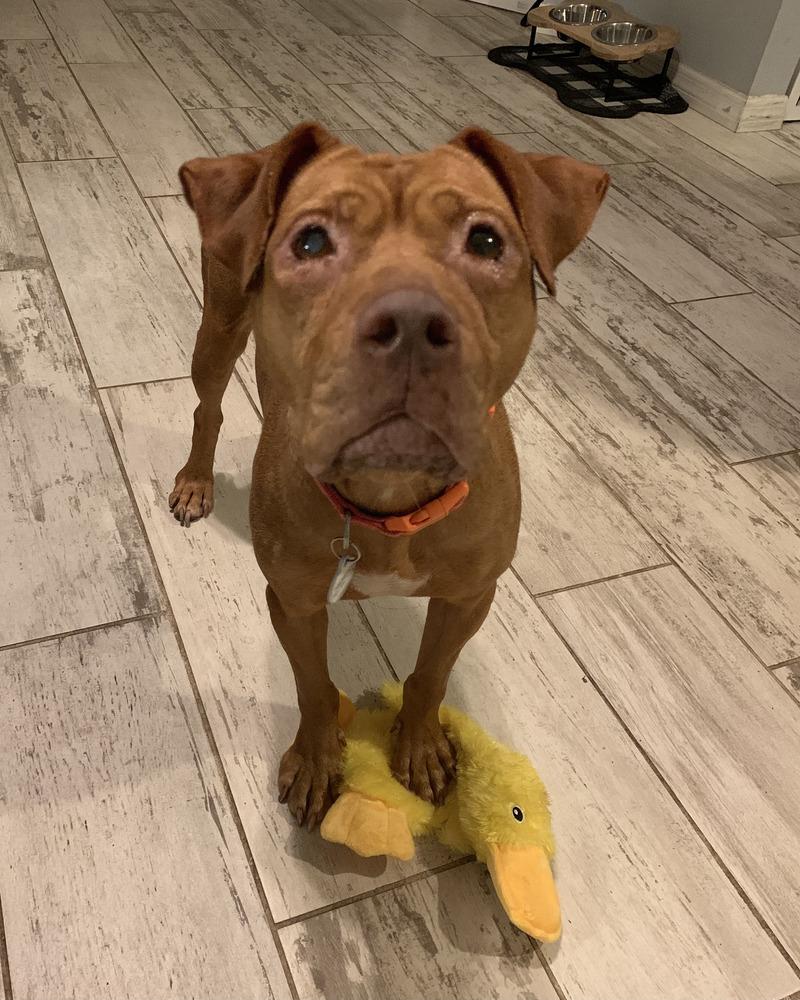 Enlarge Baby Ruth (Ruthie), a Adoptable mixed breed in Melbourne Beach, FL image 4/6