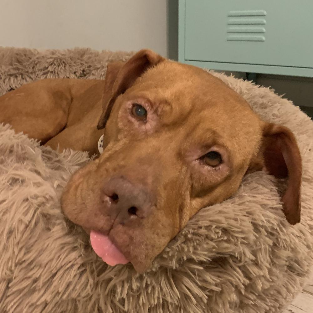 Enlarge Baby Ruth (Ruthie), a Adoptable mixed breed in Melbourne Beach, FL image 5/6