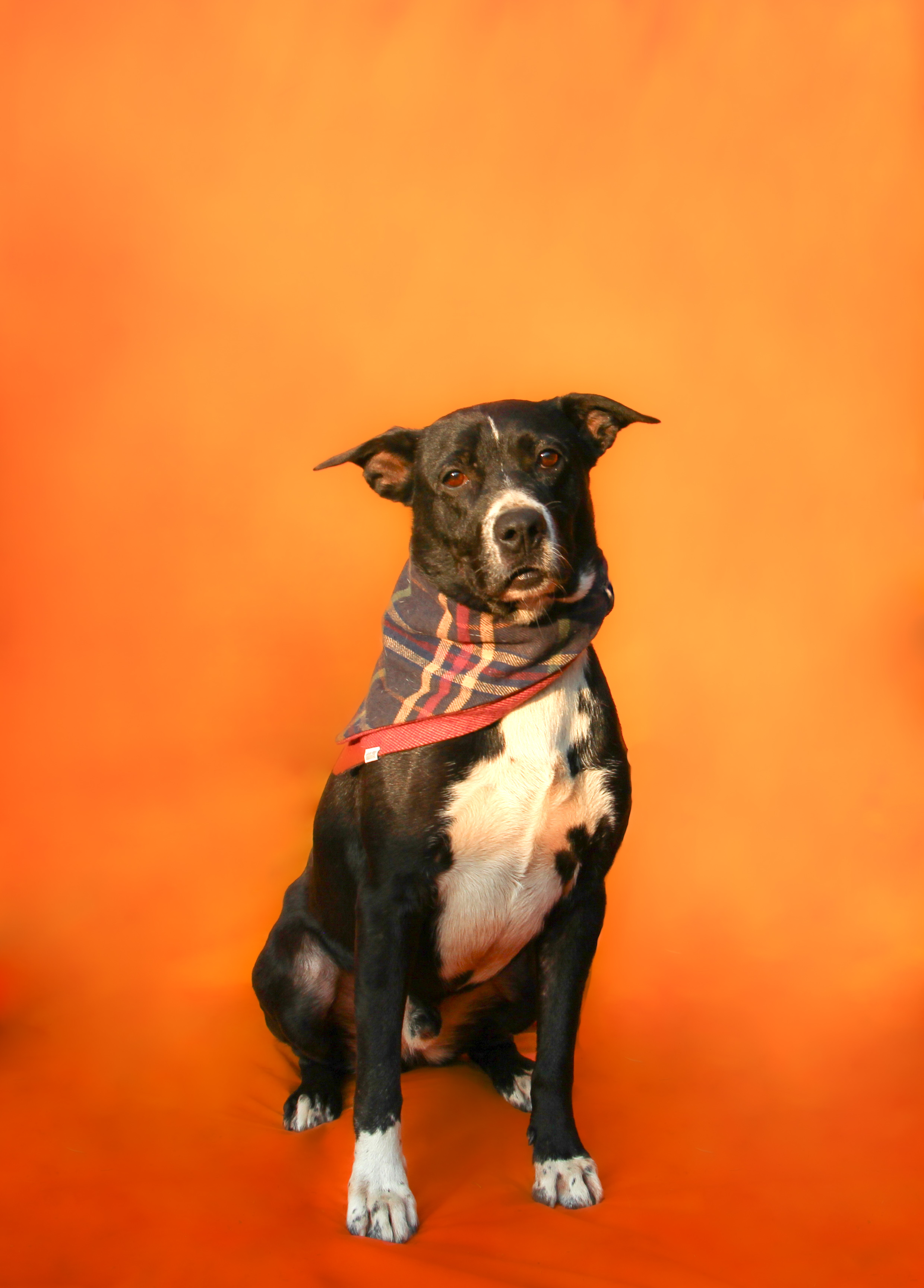 Enlarge Cody - Long Island, a Adoptable mixed breed in Hampton Bays, NY image 1/3