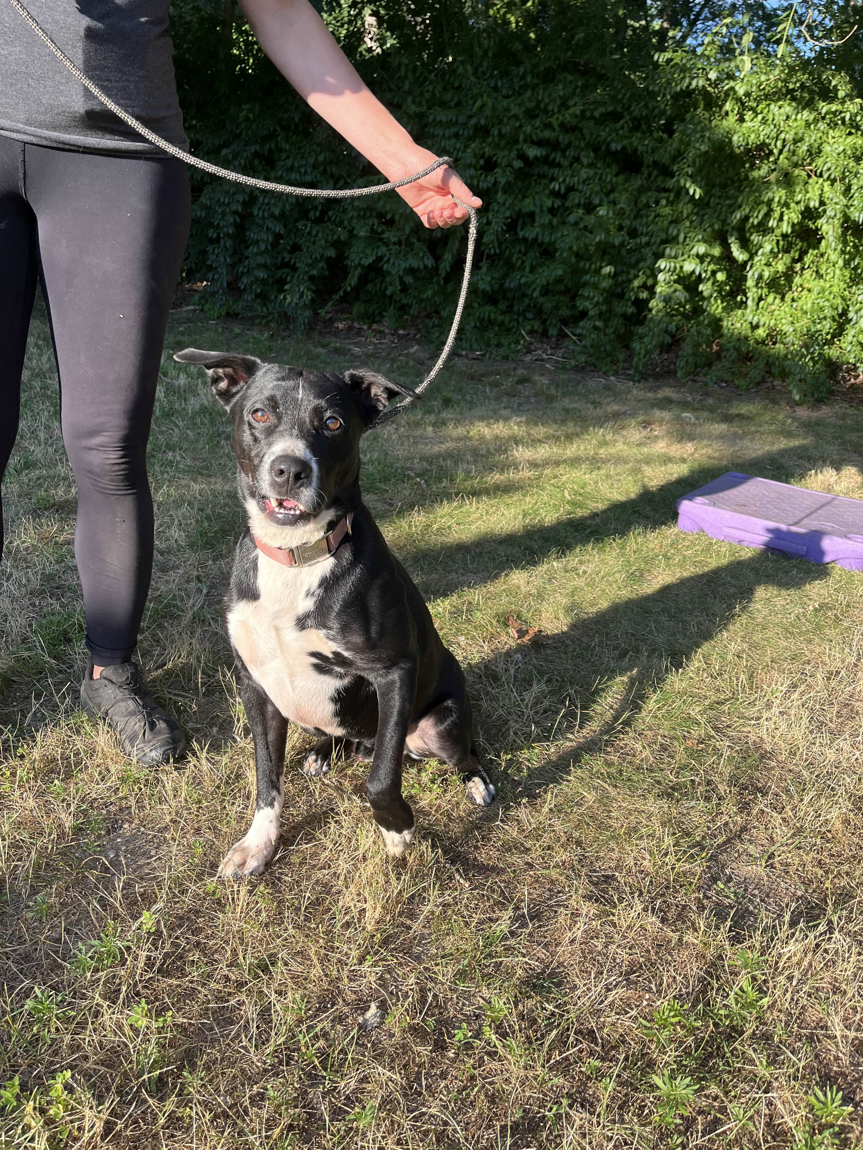 Enlarge Cody - Long Island, a Adoptable mixed breed in Hampton Bays, NY image 3/3