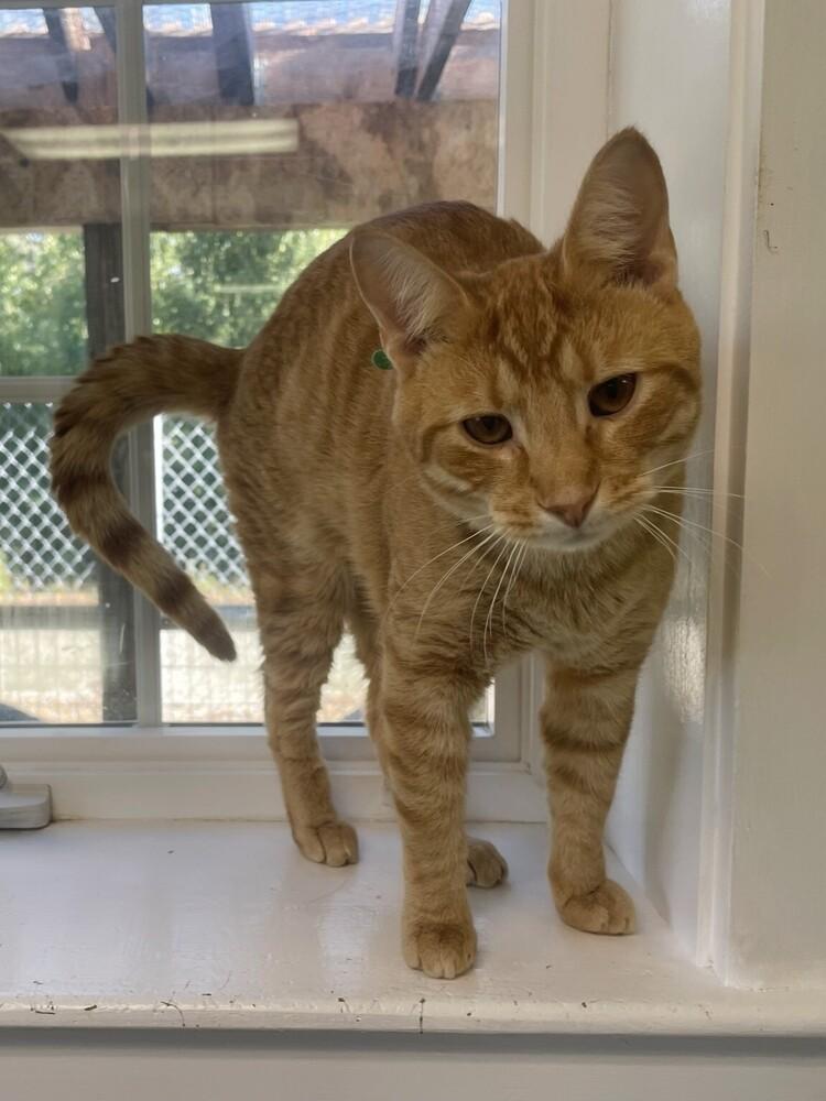 Enlarge Marty, a Adoptable Domestic Short Hair in Trenton, ME image 1/5