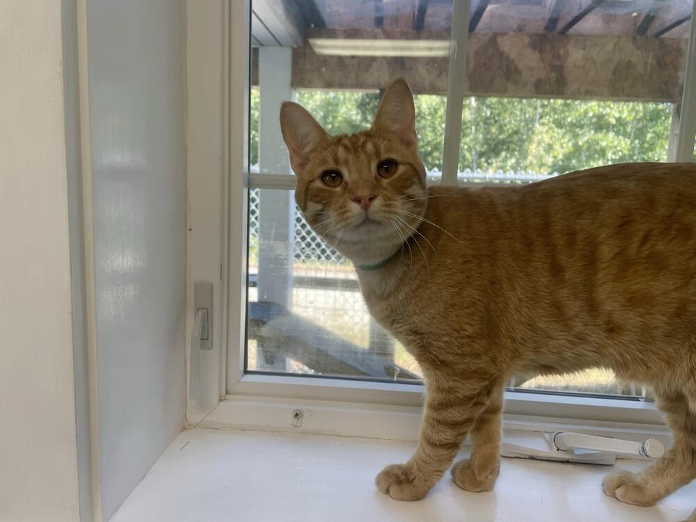 Enlarge Marty, a Adoptable Domestic Short Hair in Trenton, ME image 2/5