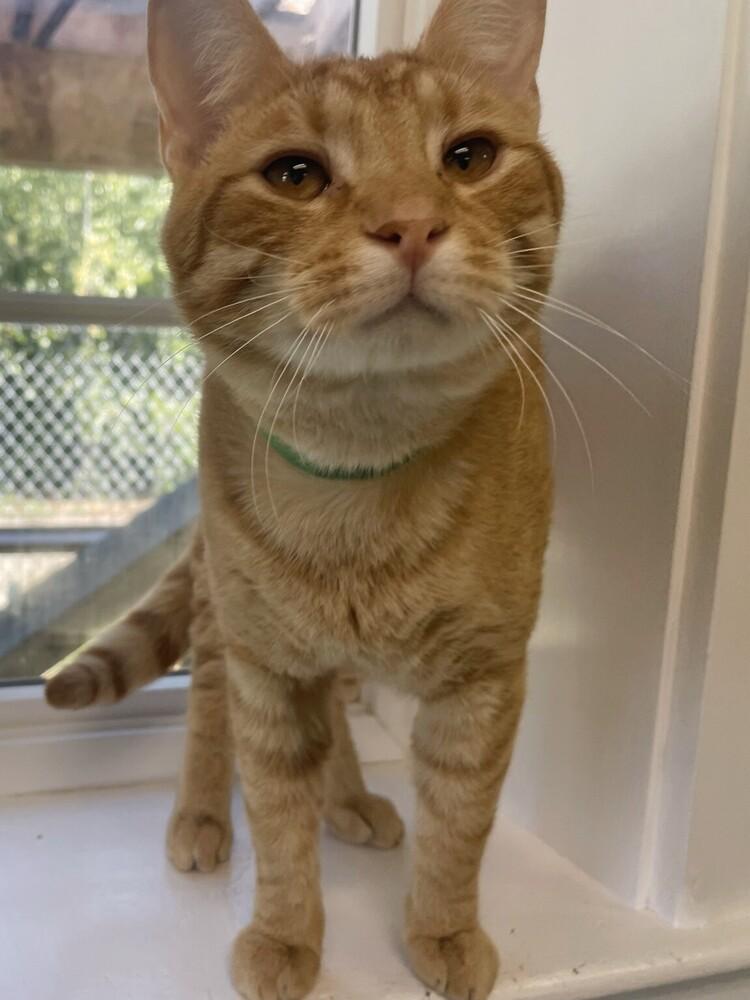 Enlarge Marty, a Adoptable Domestic Short Hair in Trenton, ME image 3/5