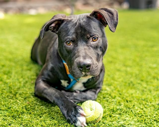GARP, Adoptable, Young Male Pit Bull Terrier.