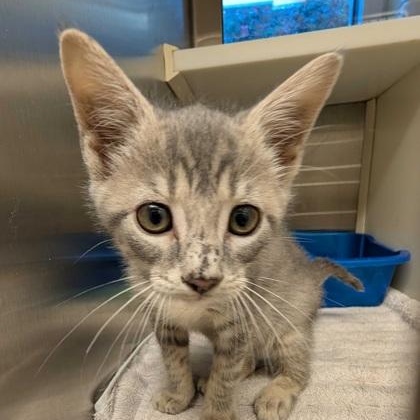 Crono 63376, adopted, Young Male Domestic Short Hair.
