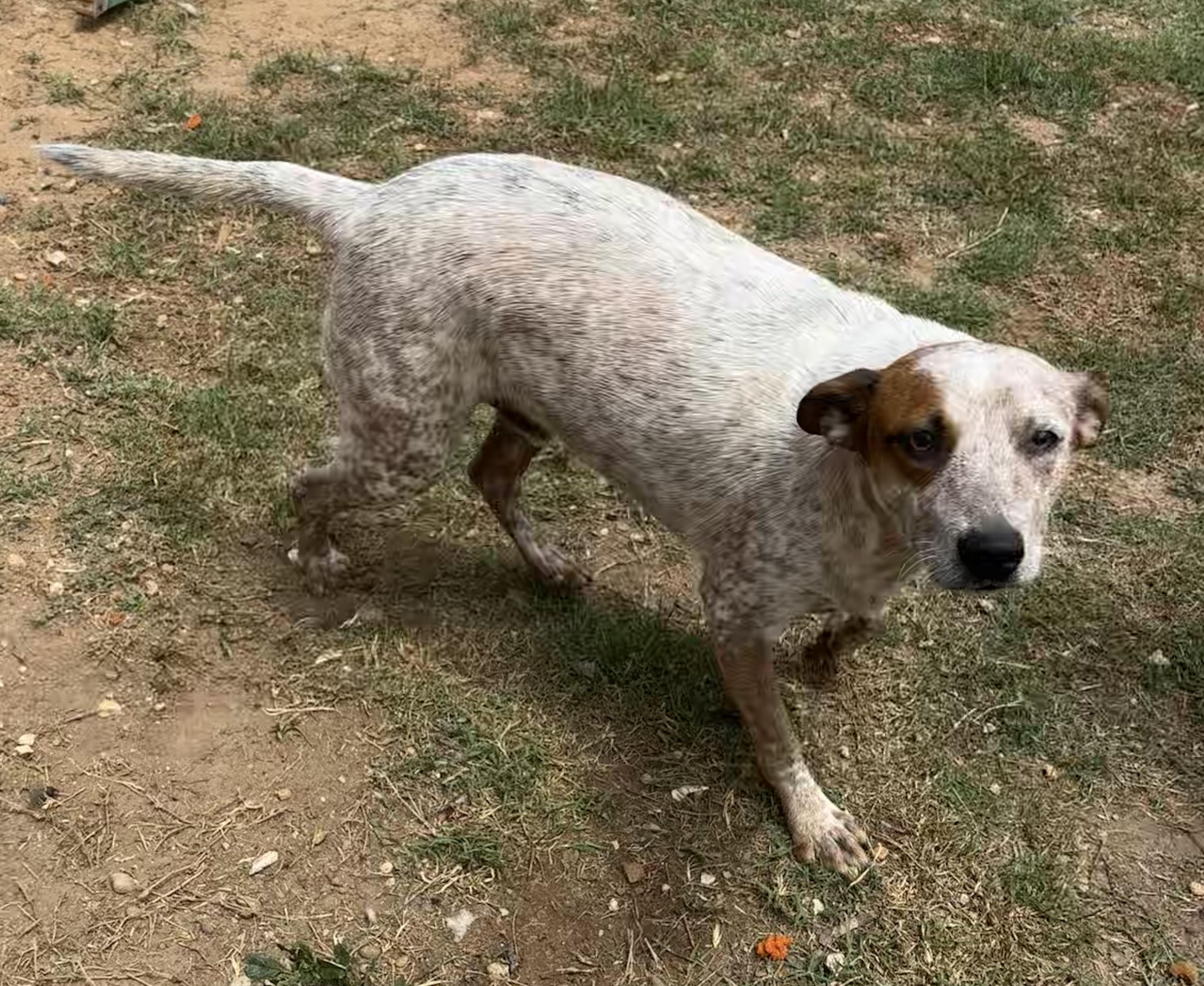 Enlarge Rusty, a Adoptable mixed breed in Coldspring, TX image 3/4