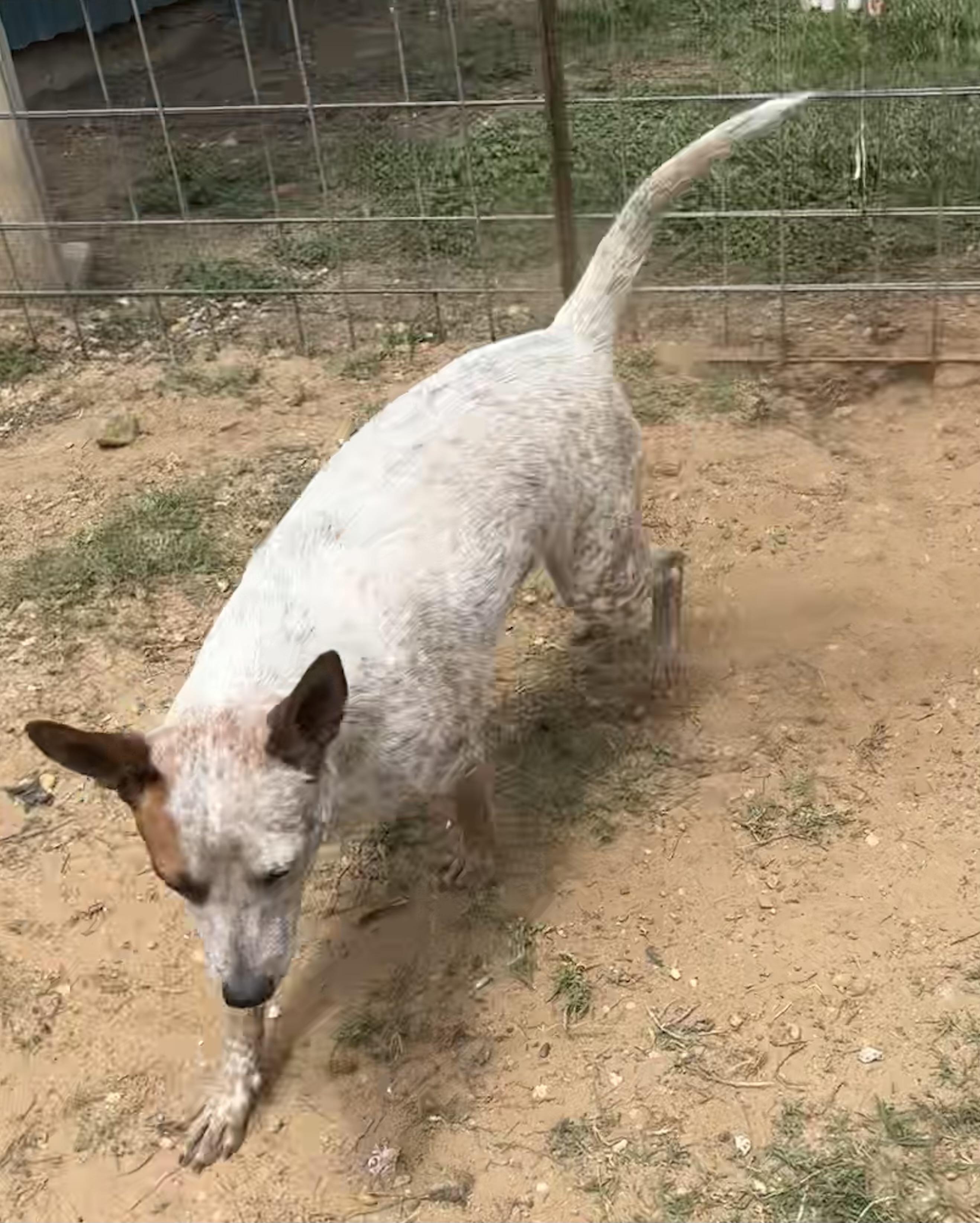 Enlarge Rusty, a Adoptable mixed breed in Coldspring, TX image 2/4