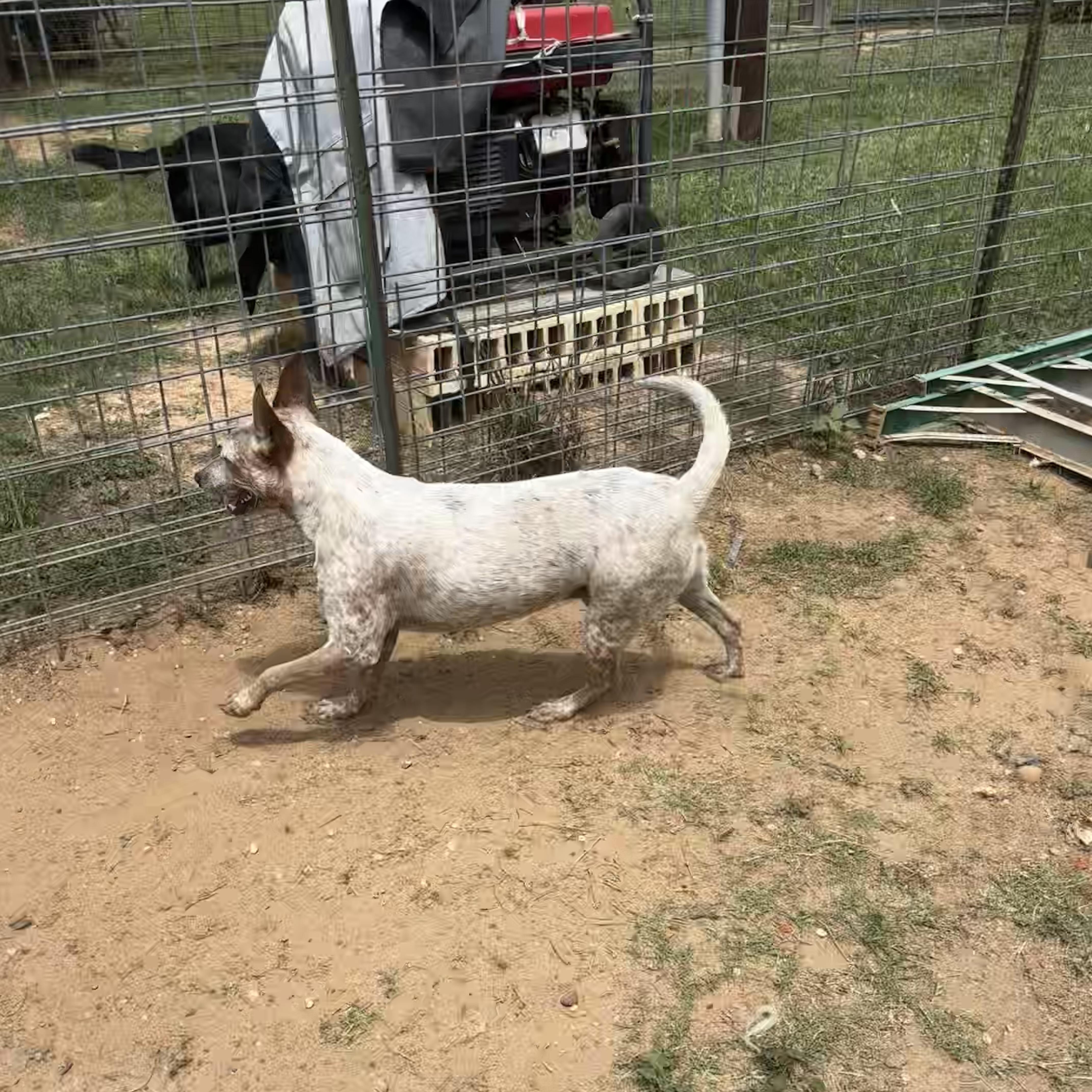 Enlarge Rusty, a Adoptable mixed breed in Coldspring, TX image 4/4