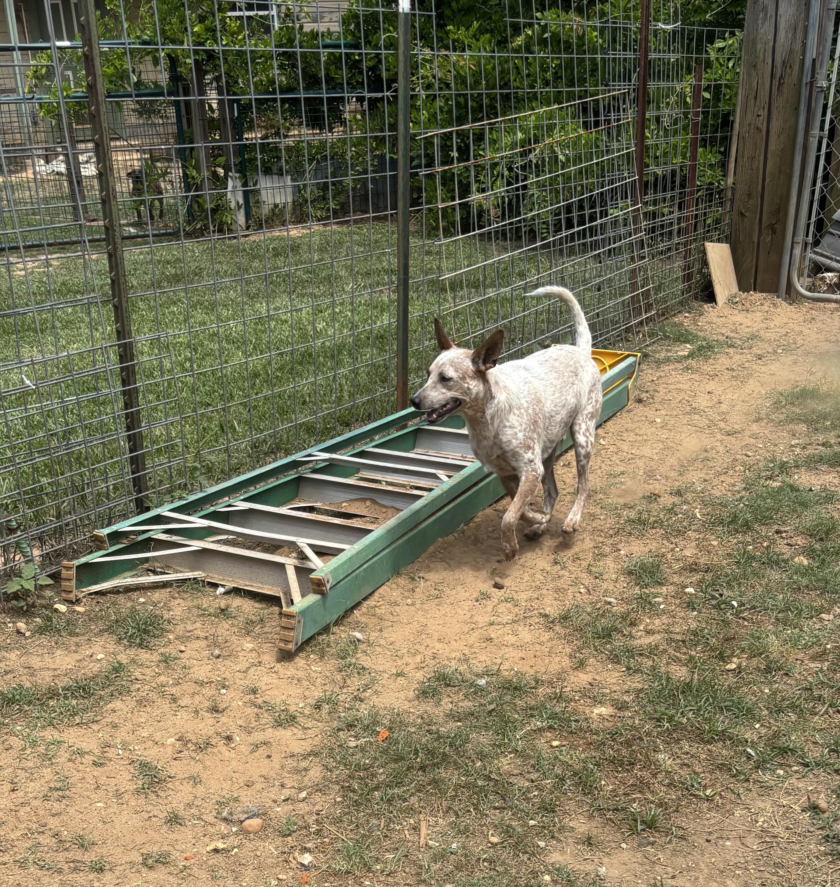 Enlarge Rusty, a Adoptable mixed breed in Coldspring, TX image 1/4
