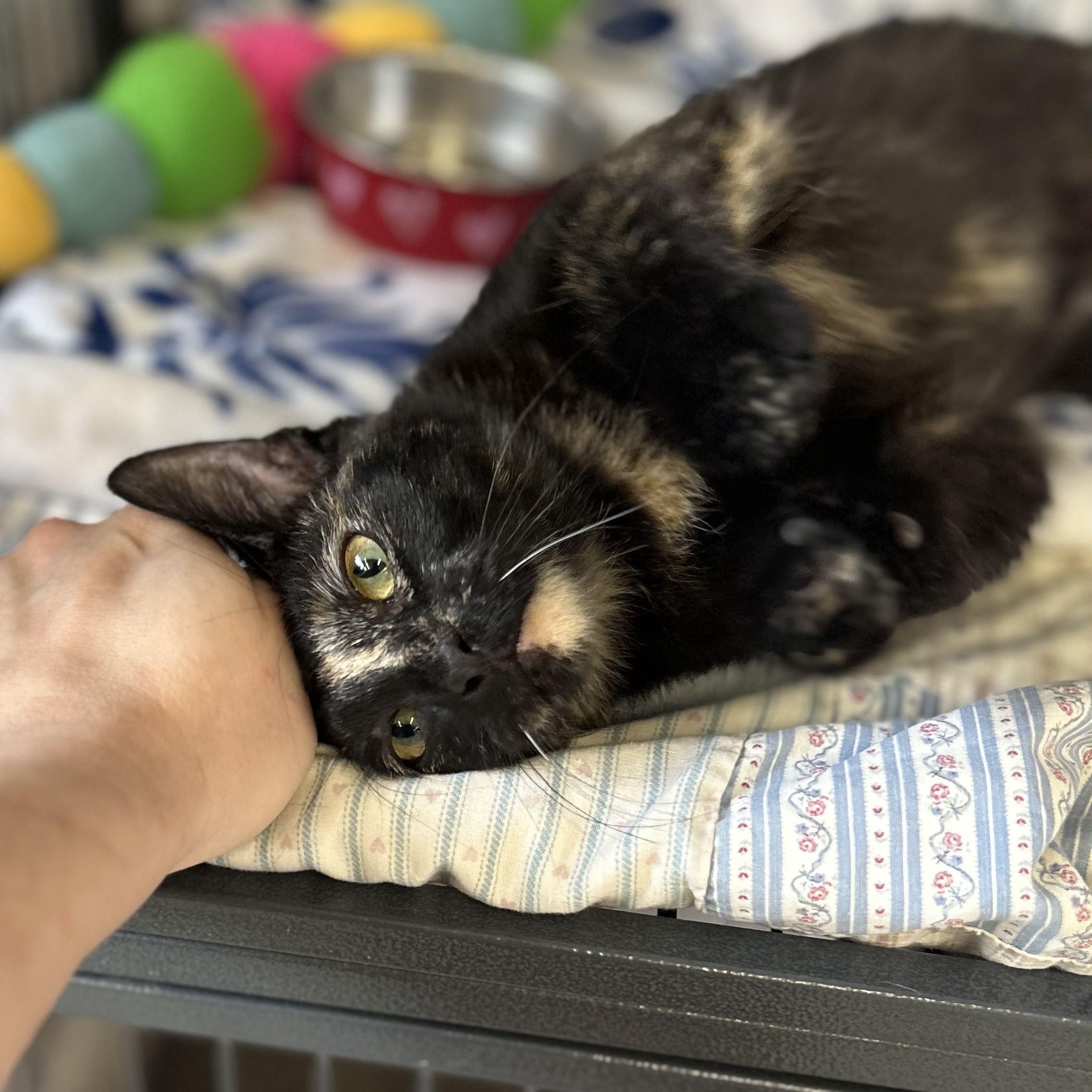 Enlarge Quiche, an adopted Domestic Short Hair in St. Louis, MO image 2/3