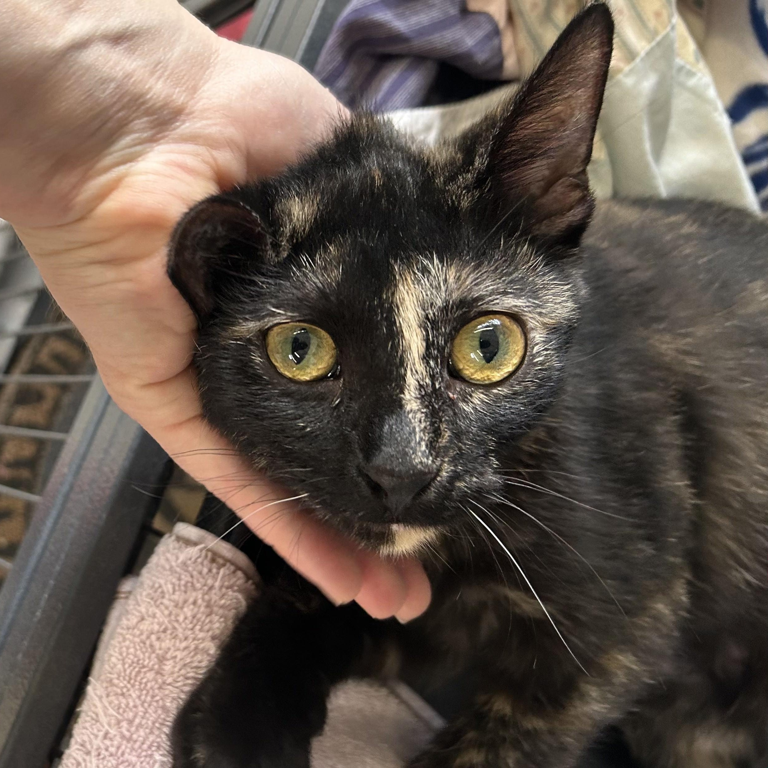 Enlarge Quiche, an adopted Domestic Short Hair in St. Louis, MO image 3/3