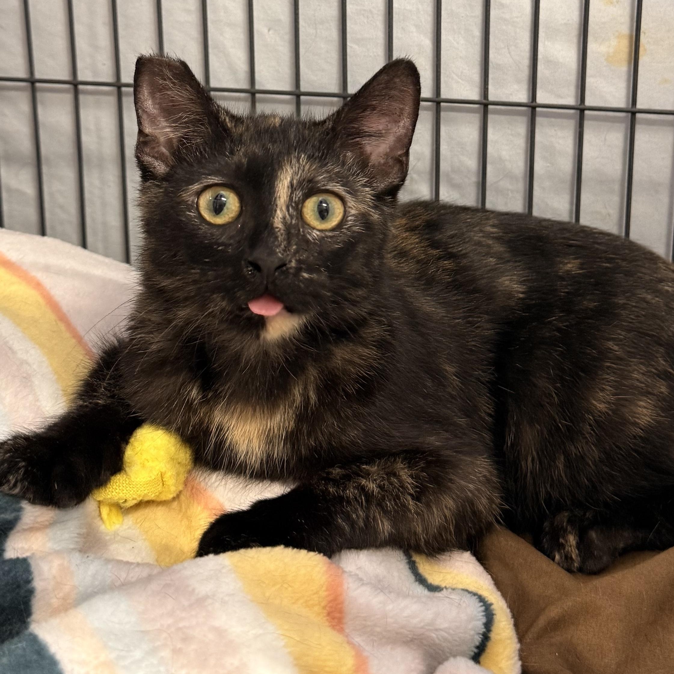 Quiche, adopted, Kitten Female Domestic Short Hair.