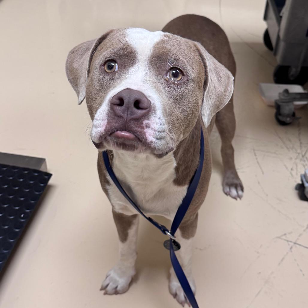 Donkey, Adoptable, Adult Male Mixed Breed.