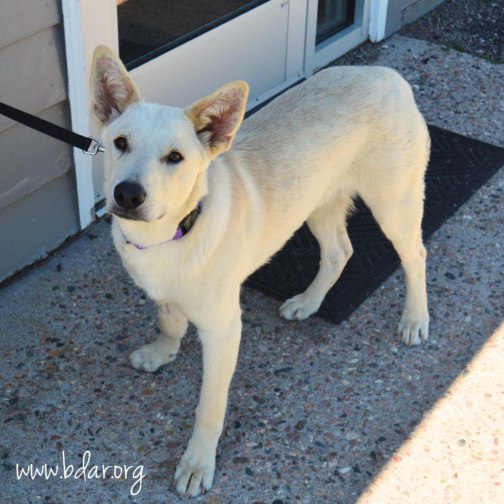 Winslow, Adoptable, Young Male Shepherd.