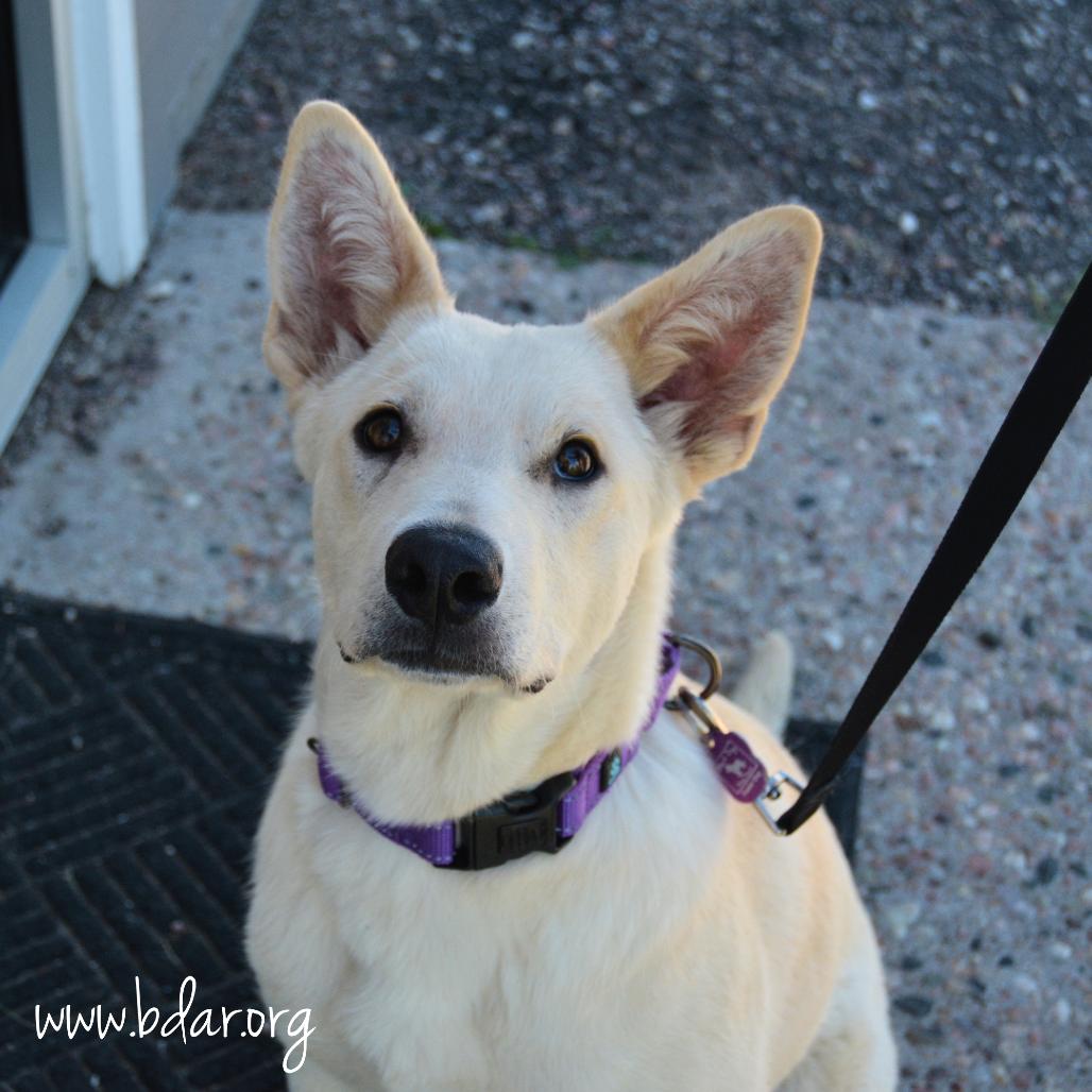 Enlarge Winslow, a Adoptable Shepherd in Cheyenne, WY image 2/3