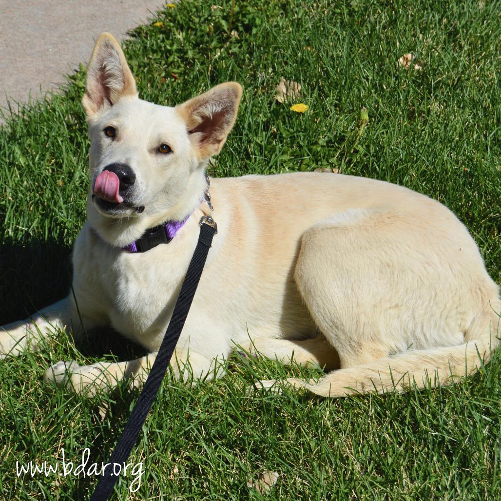 Enlarge Winslow, a Adoptable Shepherd in Cheyenne, WY image 3/3