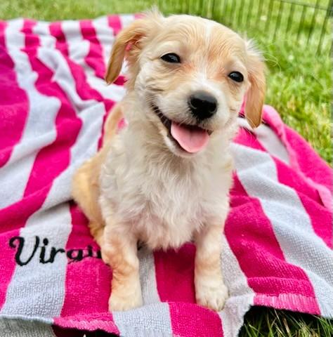 SAPPHIRE, adopted, Puppy Female Chihuahua.