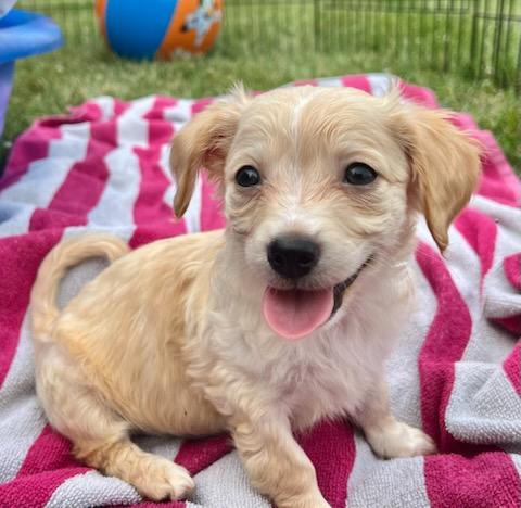 SAPPHIRE, an adopted mixed breed in Belmont, NY image 5/5