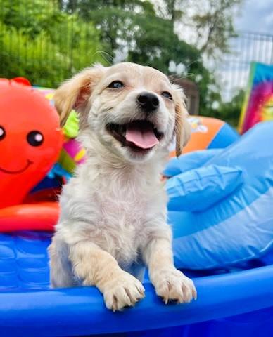 SAPPHIRE, an adopted mixed breed in Belmont, NY image 2/5