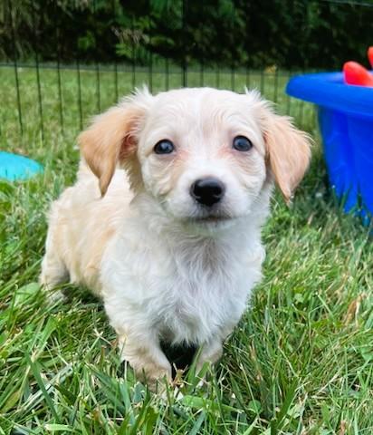 SAPPHIRE, an adopted mixed breed in Belmont, NY image 3/5