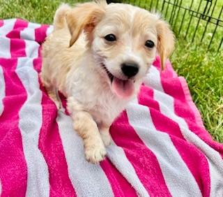 SAPPHIRE, an adopted mixed breed in Belmont, NY image 4/5