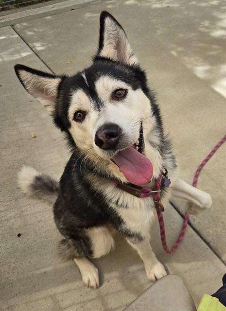 Enlarge DREW, a Adoptable Siberian Husky in Sacramento, CA image 1/1