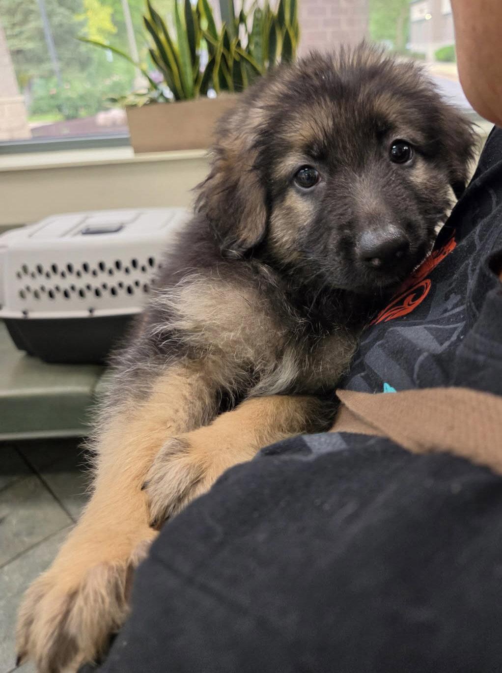 Battycakes, Adopted, Puppy Male German Shepherd Dog.