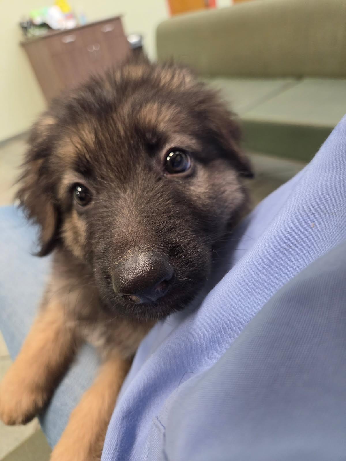 Enlarge Battycakes, a Adopted German Shepherd Dog in Hillside, IL image 3/3