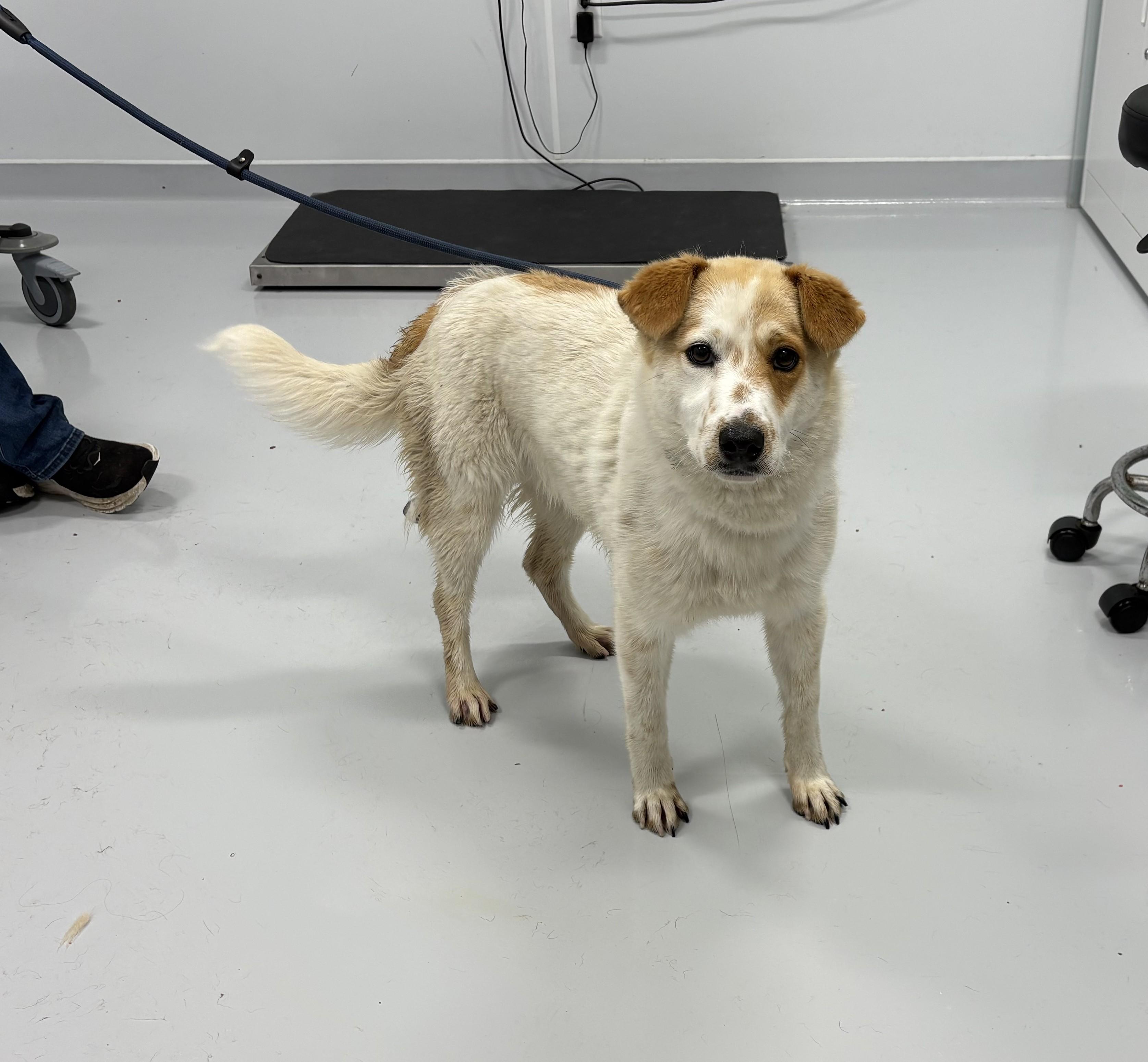 Levi, ADOPTABLE, Young Male Cattle Dog.