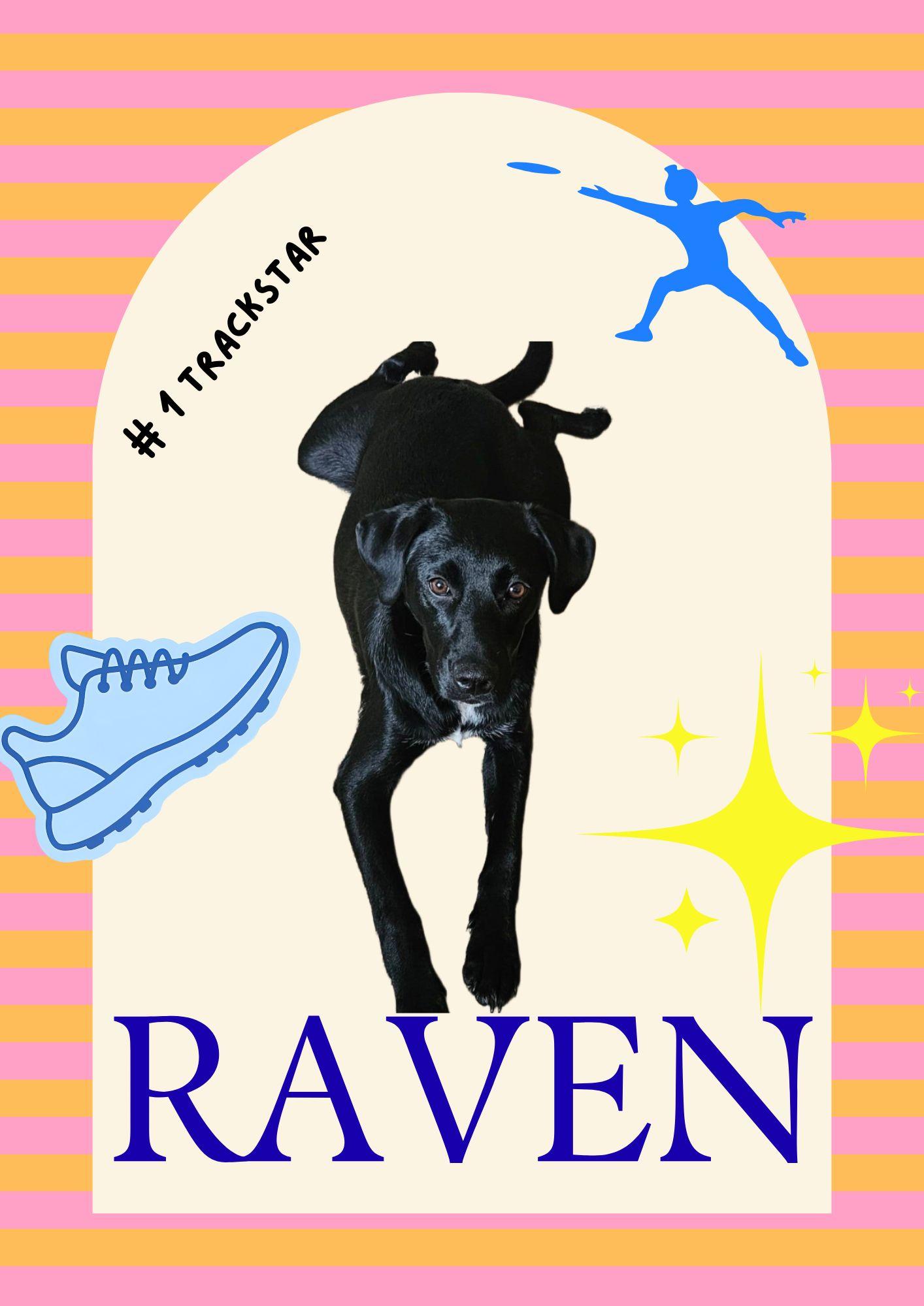 Raven, ADOPTABLE, Adult Female Black Labrador Retriever.