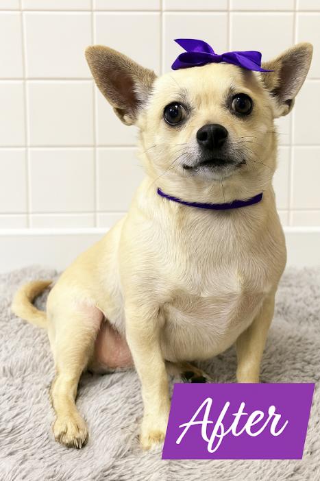 Enlarge Hillary in TX, a Adoptable Chihuahua in Cranston, RI image 1/2