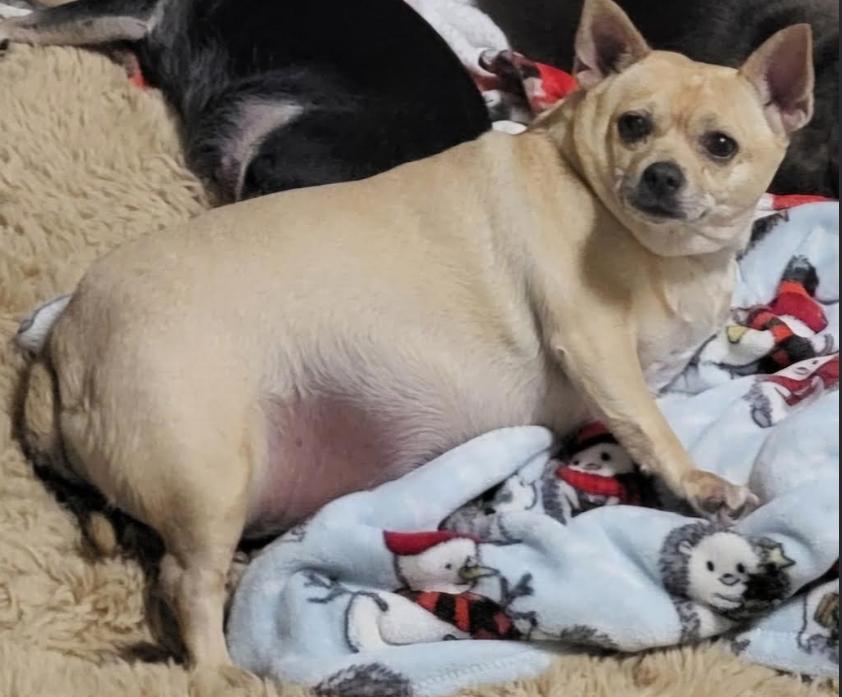 Enlarge Hillary in TX, a Adoptable Chihuahua in Cranston, RI image 2/2