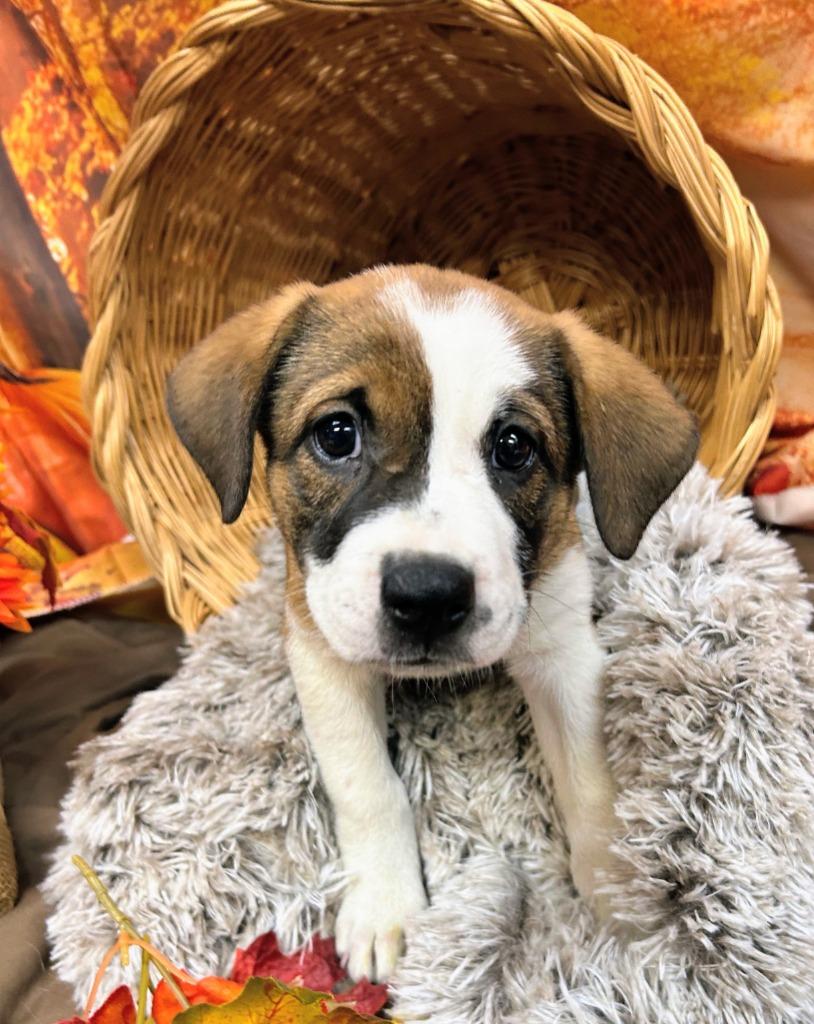 Buddha, Adoptable, Puppy Female Shepherd.