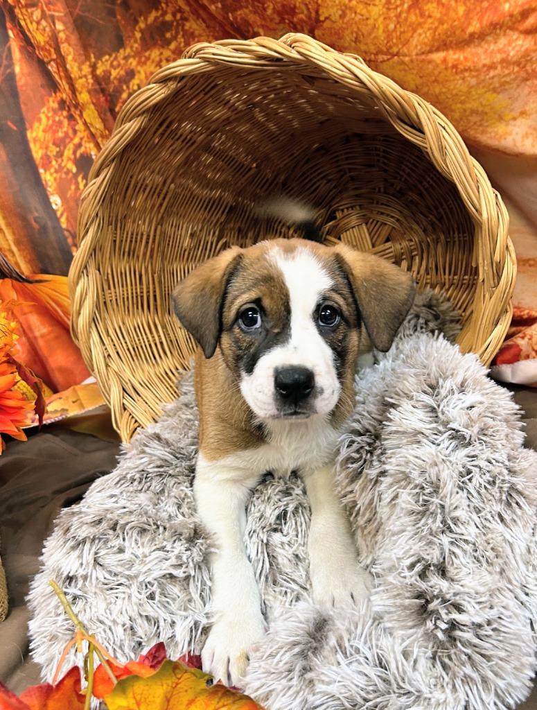 Enlarge Buddha, a Adoptable mixed breed in Bryant, AR image 2/3
