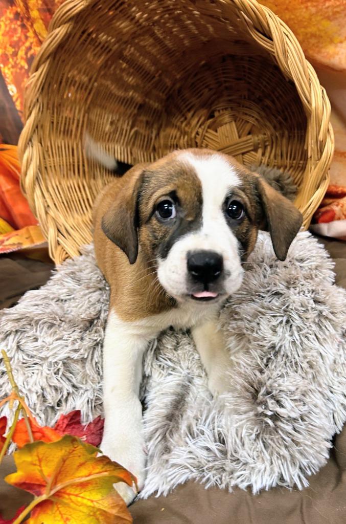 Enlarge Buddha, a Adoptable mixed breed in Bryant, AR image 3/3