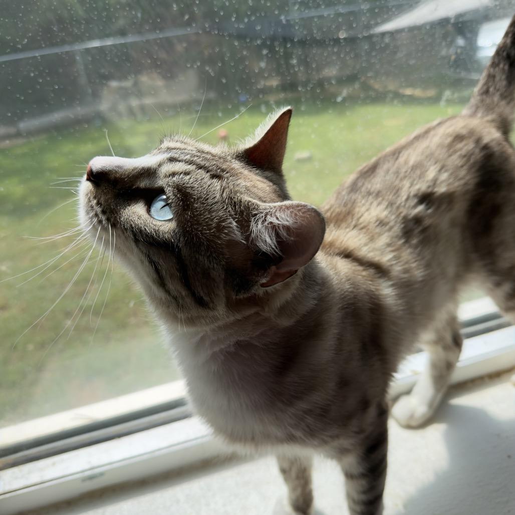 Enlarge Bunny (medical), a Adoptable Domestic Short Hair in Parrish, AL image 2/5