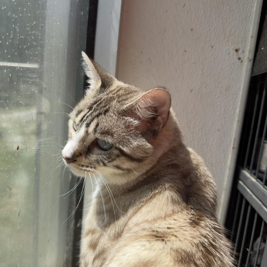 Enlarge Bunny (medical), a Adoptable Domestic Short Hair in Parrish, AL image 3/5