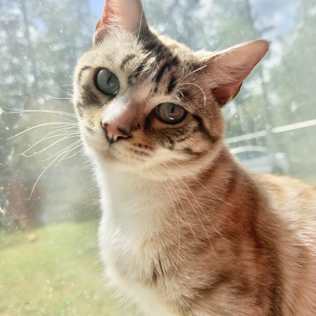 Bunny (medical), Adoptable, Adult Male Domestic Short Hair.