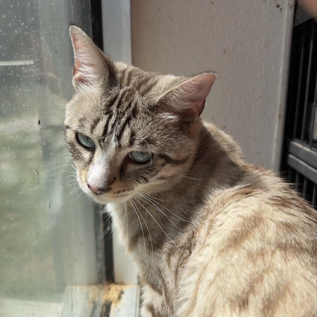 Enlarge Bunny (medical), a Adoptable Domestic Short Hair in Parrish, AL image 4/5