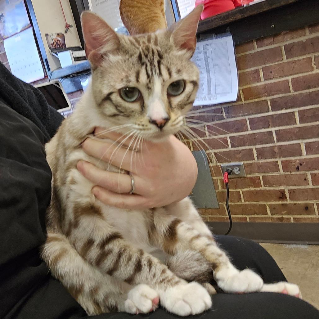 Enlarge Bunny (medical), a Adoptable Domestic Short Hair in Parrish, AL image 5/5