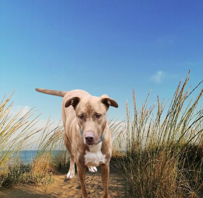 Enlarge Pooh Bear, a Adoptable mixed breed in Biloxi, MS image 1/5