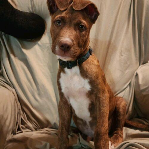 Enlarge Pooh Bear, a Adoptable mixed breed in Biloxi, MS image 2/5