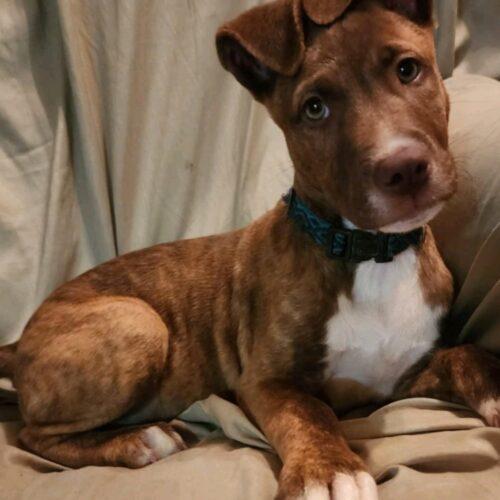 Enlarge Pooh Bear, a Adoptable mixed breed in Biloxi, MS image 3/5