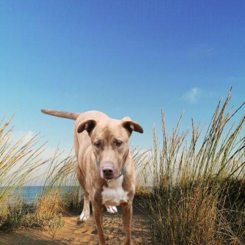 Enlarge Pooh Bear, a Adoptable mixed breed in Biloxi, MS image 3/5