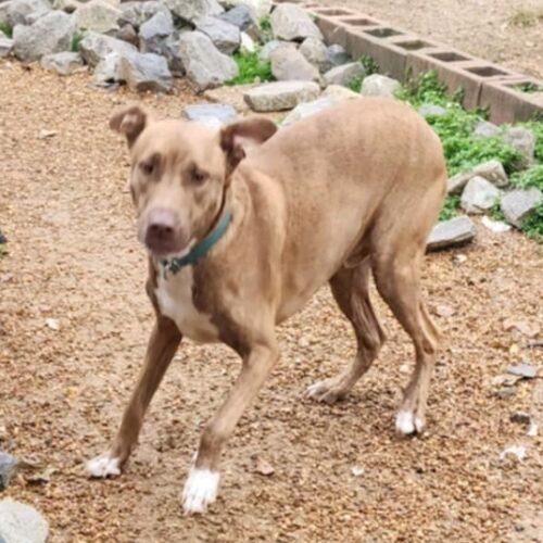 Enlarge Pooh Bear, a Adoptable mixed breed in Biloxi, MS image 4/5