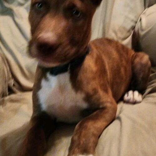 Enlarge Pooh Bear, a Adoptable mixed breed in Biloxi, MS image 5/5